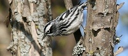 A Black-and-white warbler in a tree.