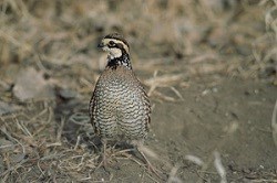 A Northern Bobwhite scratching on the ground.