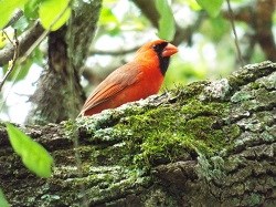 A Cardinal perched in a tree at Oakland Plantation.