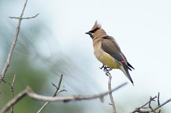 A Cedar Waxwing perched on a branch