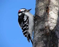 A Downy Woodpecker clings to a tree trunk.