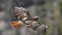 A young Red-tailed Hawk in flight.