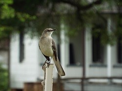 A Northern Mockingbird perches on a post at Oakland Plantation.