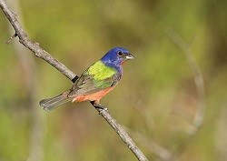 A Painted Bunting perched on a tree branch.