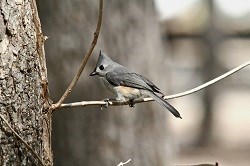 A Tufted Titmouse sits on a tree branch.