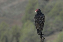 A Turkey Vulture perched atop a tree.