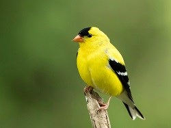 A small American Goldfinch with bright yellow and black feathers perches on a branch.