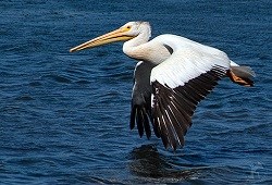 A White Pelican flies over water.