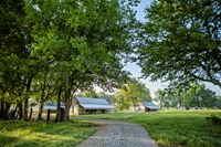 A tree lined road leads to the brick cabins in the Magnolia Plantation Quarters.