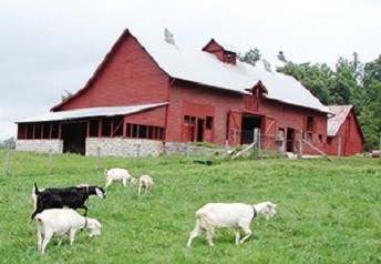 Goats grazing in a green field with a red barn in the background.