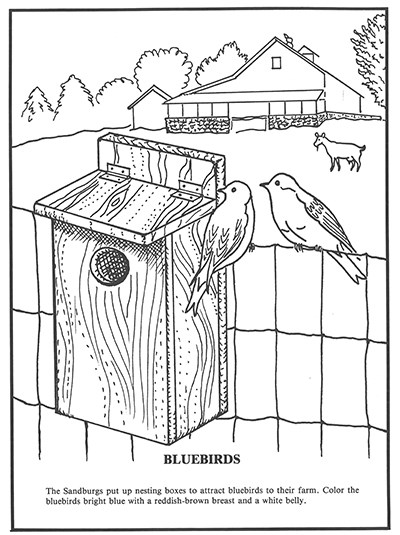 bluebird coloring page