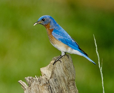 Bluebird sits on fence post with worm in mouth