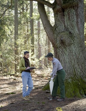 Hemlock Treatment