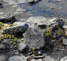 Closer look at a fragile environment. Closer look at a fragile environment.