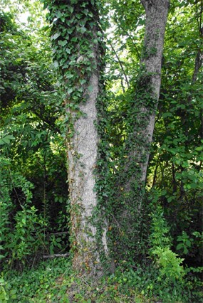 English Ivy invading a riparian forest that runs through the Sandburg pastures.