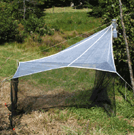 malaise trap