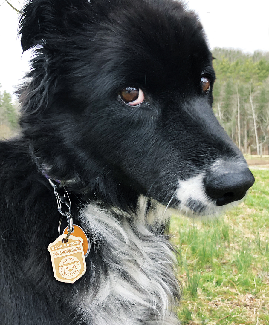 A collie dog wears a Sandburg Home BARK Ranger tag A collie dog wears a Sandburg Home BARK Ranger tag