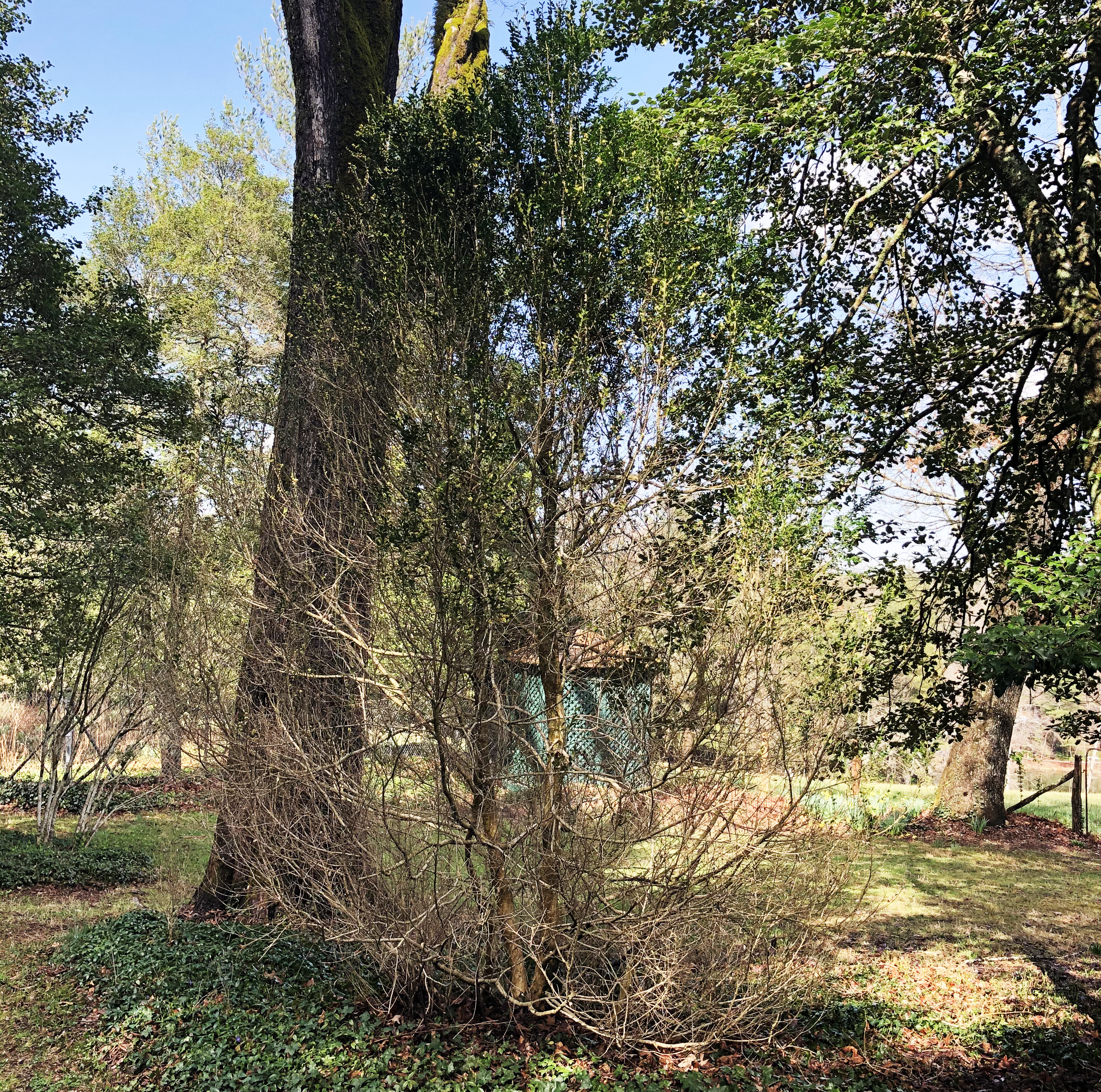 Boxwood affected by boxwood blight. Large shrub with bare branches on bottom and sparse green leaves on top