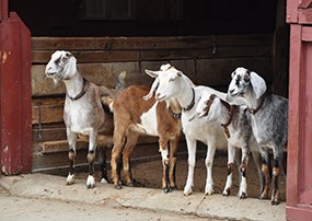 Goats peeking out of barn door