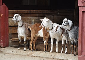 Goats Looking out from Barn Door Goats peeking out of barn door