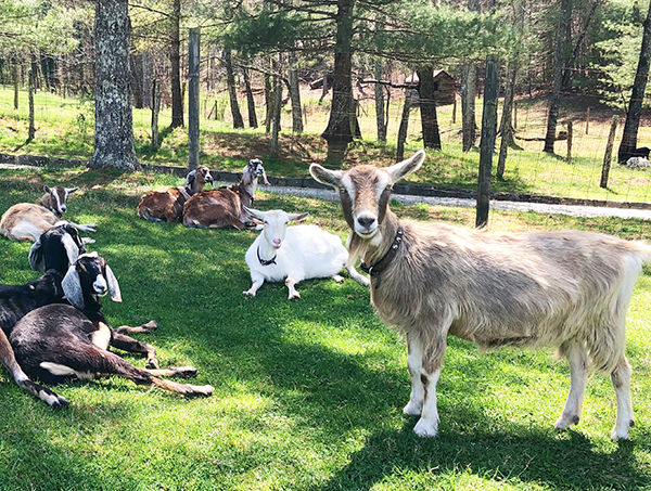 Dairy goats standing and laying down in a pasture under shade trees