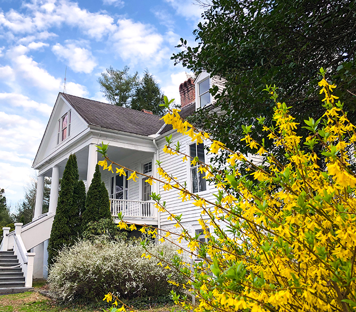 Sandburg Home white house with a large yellow shrub in foreground