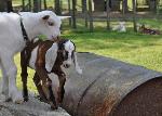 Goats_NellywithTriplets_barn_5-11-2011_NPS-(16-2)