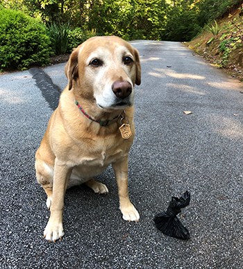Tan dog sits on pavement with a bark ranger dog tag handing from collar