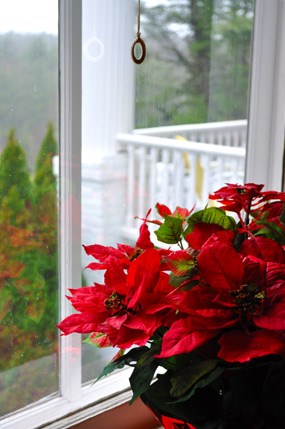 Poinsettia in window.