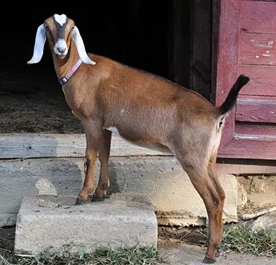 nubian1
