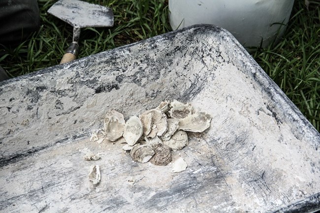 oyster shells sit in a muddy wheelbarrow