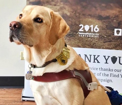 Golden retriever on a leash with badges.