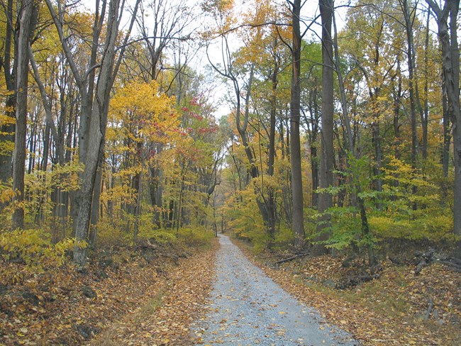 Fall Leaves along Manahan Road