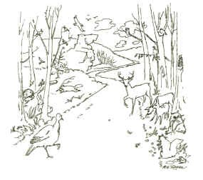 Drawing of road through the forest with animals on the path.