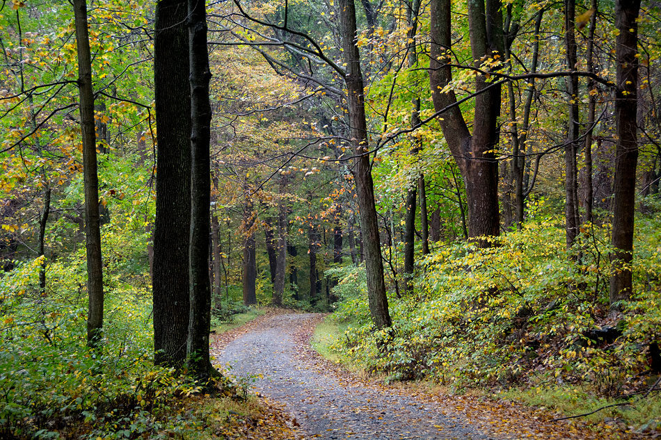 Deeply forested area with gravel road