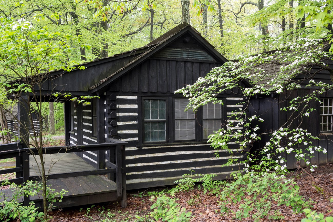 Log Cabin surrounded by trees