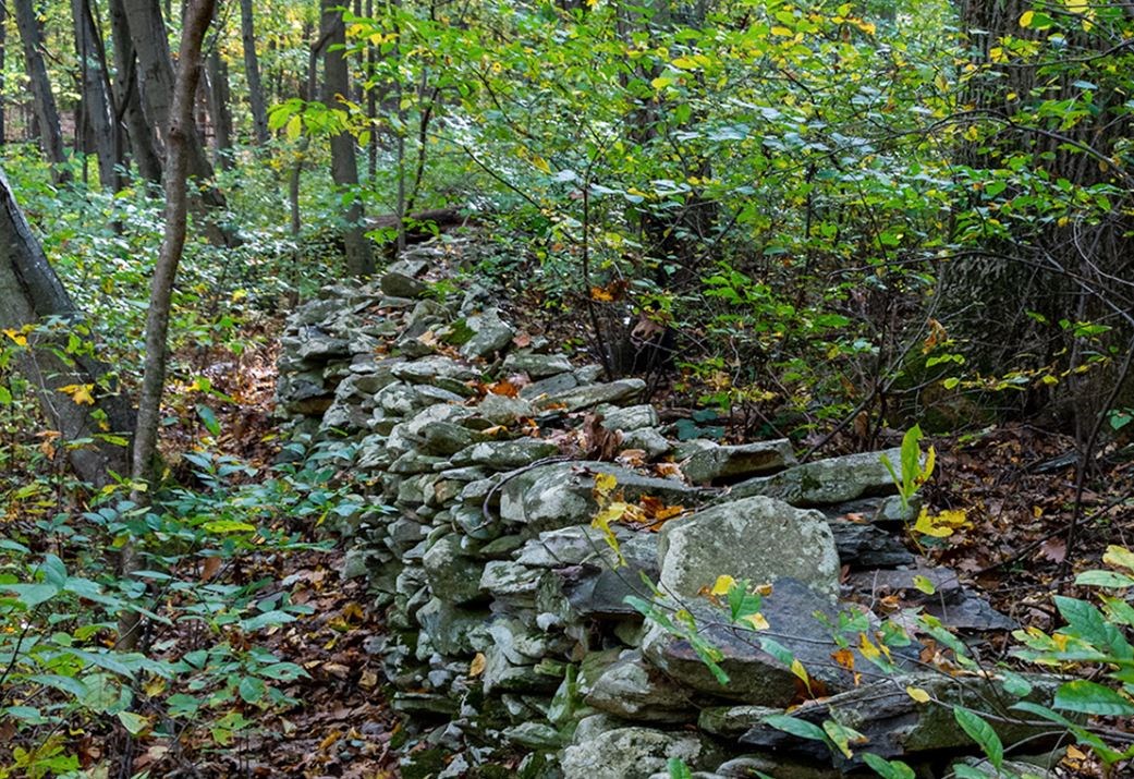 Stone Wall With Surrounding Forest Growth