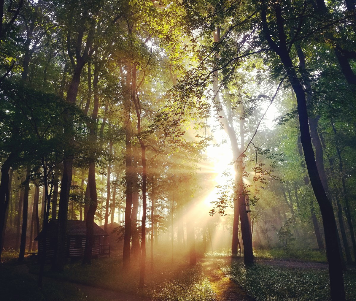 Sun Rays Piercing Through Mist and Trees at Camp Misty Mount