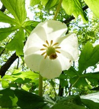Photo of a Mayapple flower. If we pick a flower, then it cannot produce seeds to make more flowers. We enjoy the beauty of flowers and animals need some of the seeds for food. Photo of a Mayapple flower. If we pick a flower, then it cannot produce seeds to make more flowers. We enjoy the beauty of flowers and animals need some of the seeds for food.