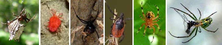 These are arachnids: Spined Micrathena, Red Velvet Mite, Black Widow, Deer Tick, Marbled Orb Weaver, Orchard Orb Weaver. These are arachnids: Spined Micrathena, Red Velvet Mite, Black Widow, Deer Tick, Marbled Orb Weaver, Orchard Orb Weaver.