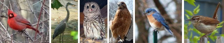 These are birds: Northern Cardinal, Great Blue Heron, Barred Owl, Eastern Bluebird, Carolina Wren. These are birds: Northern Cardinal, Great Blue Heron, Barred Owl, Eastern Bluebird, Carolina Wren.