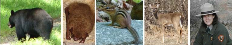 These are mammals: black bear, eastern pipistrelle bat, eastern chipmunk, white-tailed deer and Park Ranger. These are mammals: black bear, eastern pipistrelle bat, eastern chipmunk, white-tailed deer and Park Ranger.