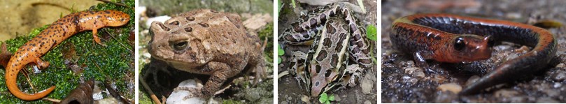 These are amphibians: Northern red salamander, Toad, Pickerel Frog, Red-backed Salamander. These are amphibians: Northern red salamander, Toad, Pickerel Frog, Red-backed Salamander.