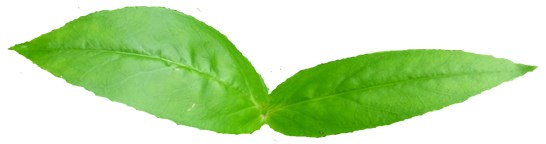 Leaves Leaves