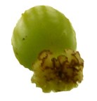 Pistil Pistil