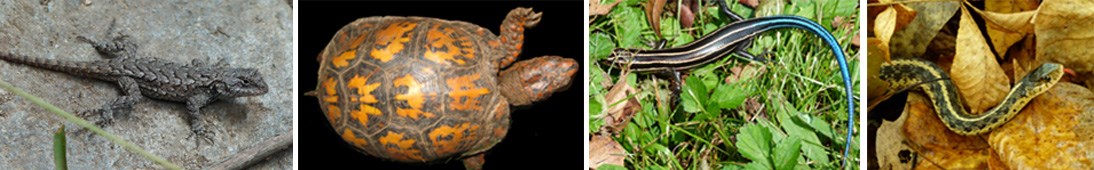 These are reptiles: Northern fence lizard, eastern box turtle, five-lined skink and garter snake. These are reptiles: Northern fence lizard, eastern box turtle, five-lined skink and garter snake.