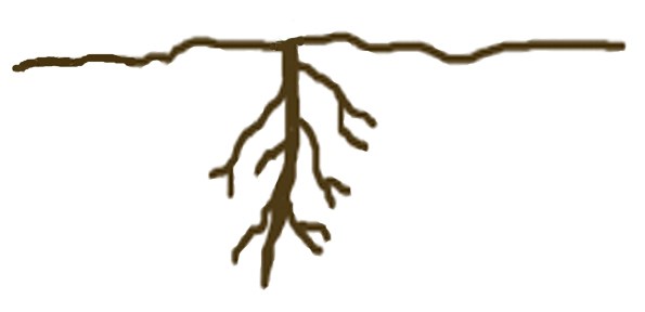 Roots Roots