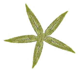Sepals Sepals
