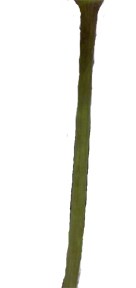 Stem Stem