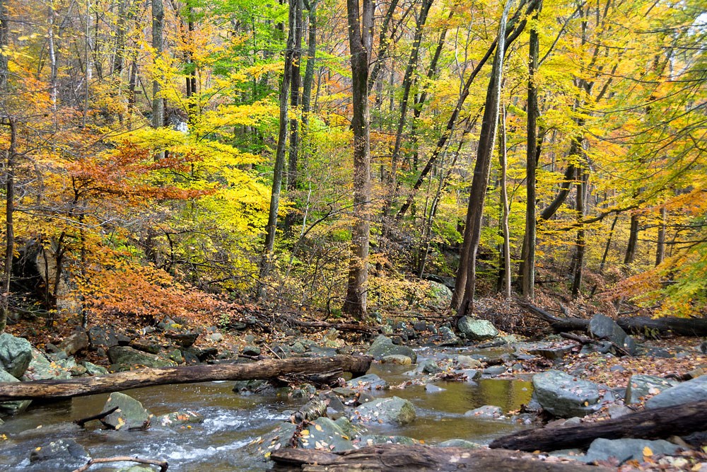 Creek and trees with fall colors